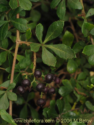 Фотография Cissus striata (Voqui colorado). Щелкните, чтобы увеличить вырез.